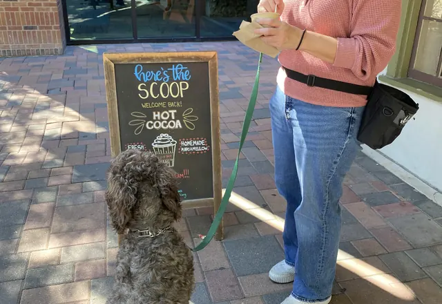 A dog waiting politely outside a coffee shop
