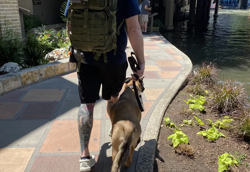 A puppy walking calmly on the San Antonio River Walk