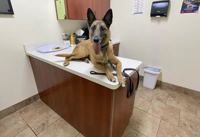A Malinois relaxing on the counter at a vet clinic