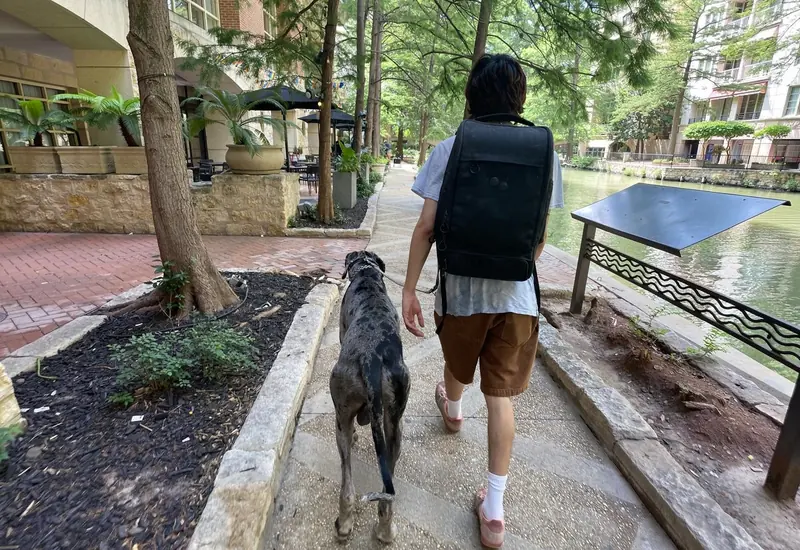 A trainer walking a Great Dane along the River Walk