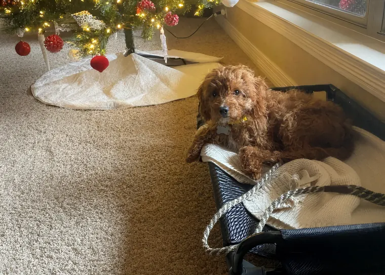 A dog settled on its place cot at home beside the Christmas tree