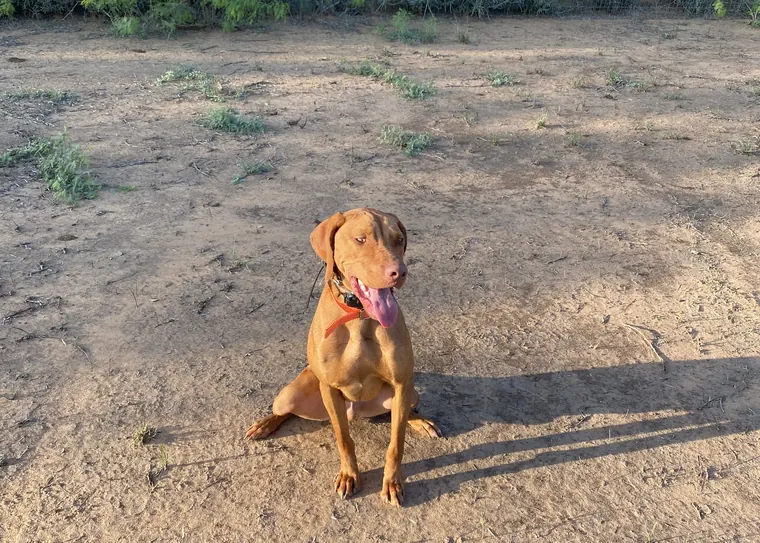 A dog holding a sit off leash in an open field