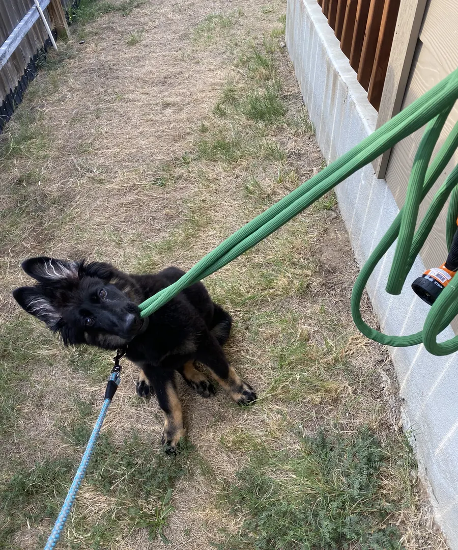 A puppy biting at a garden hose in the yard